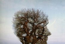 Historia de la psicología social Historia de la psicología social