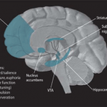 psiconeuroinmunologia